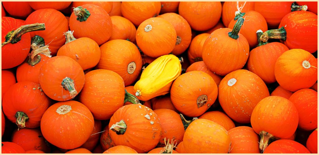 Be the squash amongst pumpkins!
